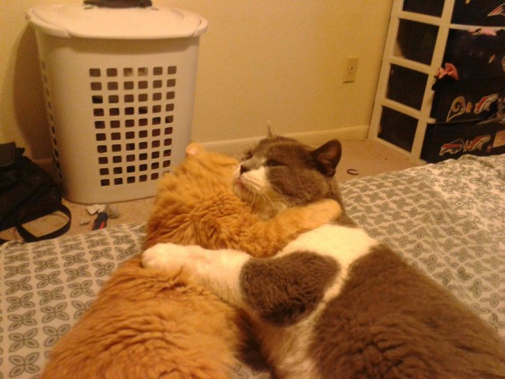 Picture of a cat / kitten / feline