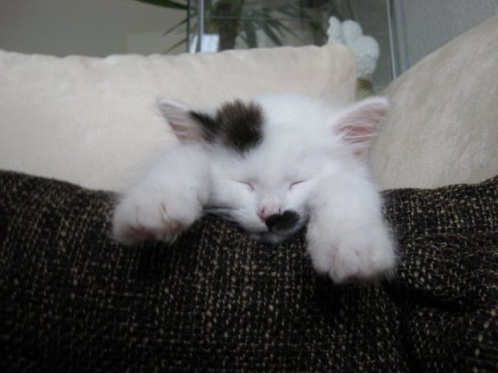 Picture of a cat / kitten / feline