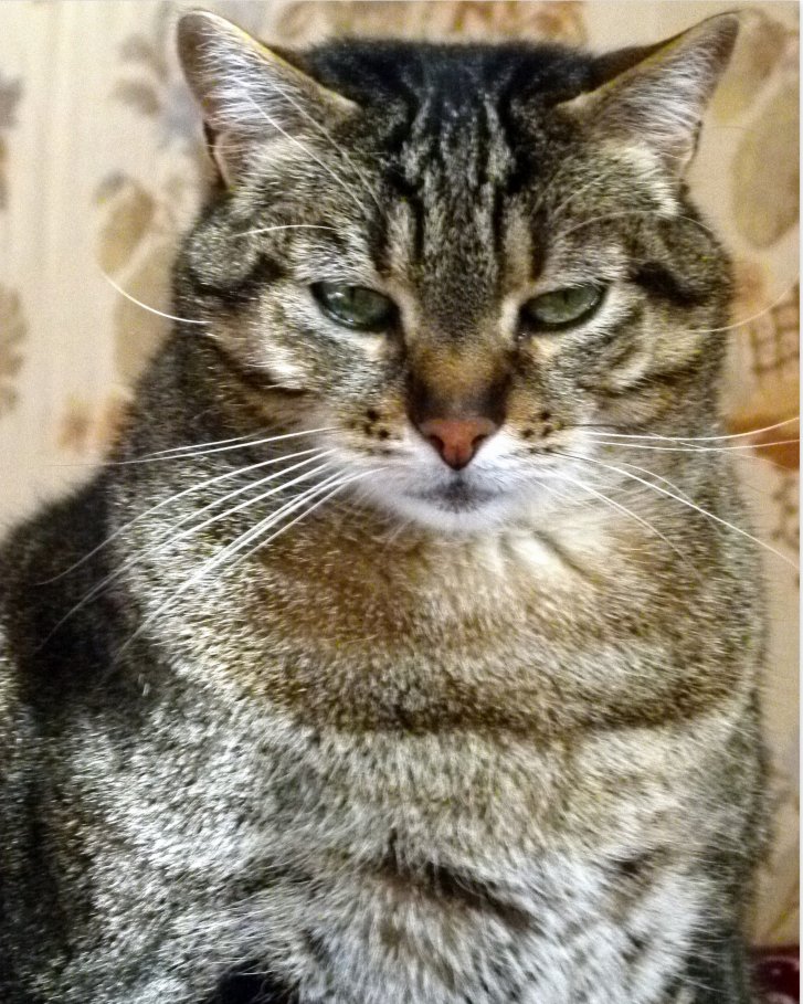 Picture of a cat / kitten / feline