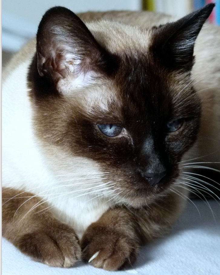 Picture of a cat / kitten / feline