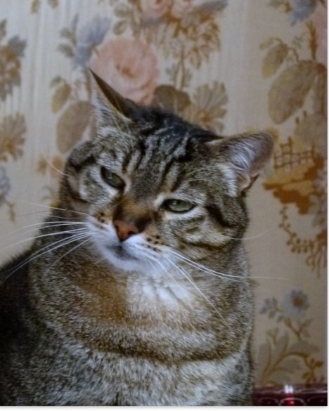 Picture of a cat / kitten / feline