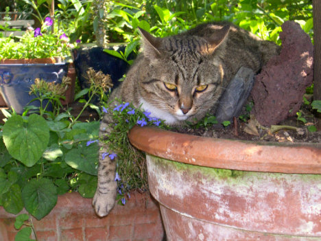 Picture of a cat / kitten / feline