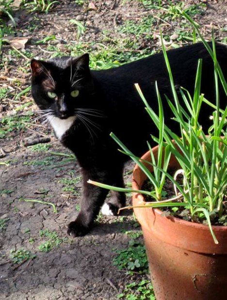 Picture of a cat / kitten / feline