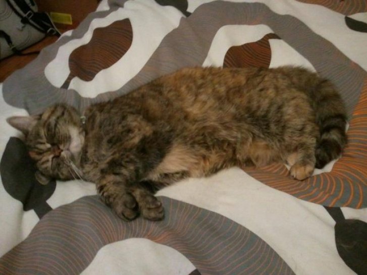 Picture of a cat / kitten / feline