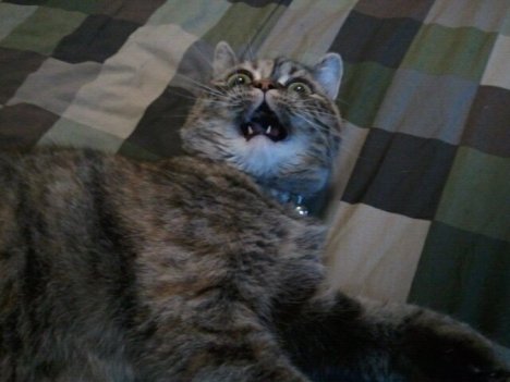 Picture of a cat / kitten / feline