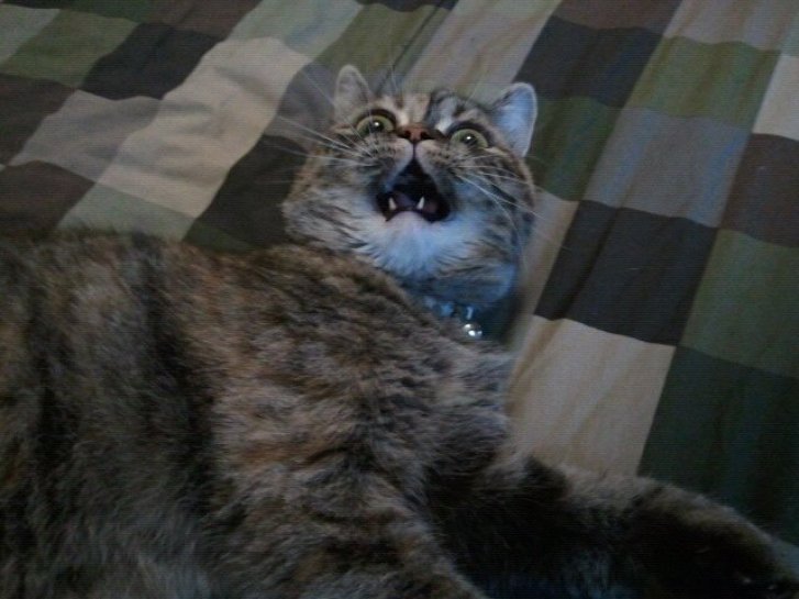 Picture of a cat / kitten / feline