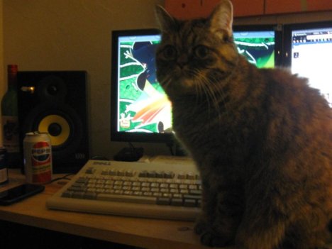 Picture of a cat / kitten / feline