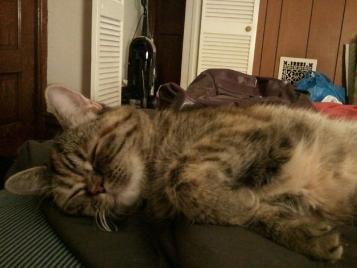 Picture of a cat / kitten / feline