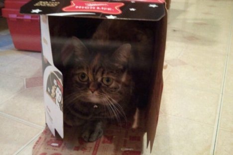 Picture of a cat / kitten / feline