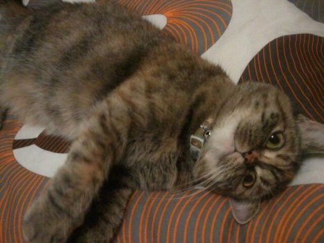 Picture of a cat / kitten / feline