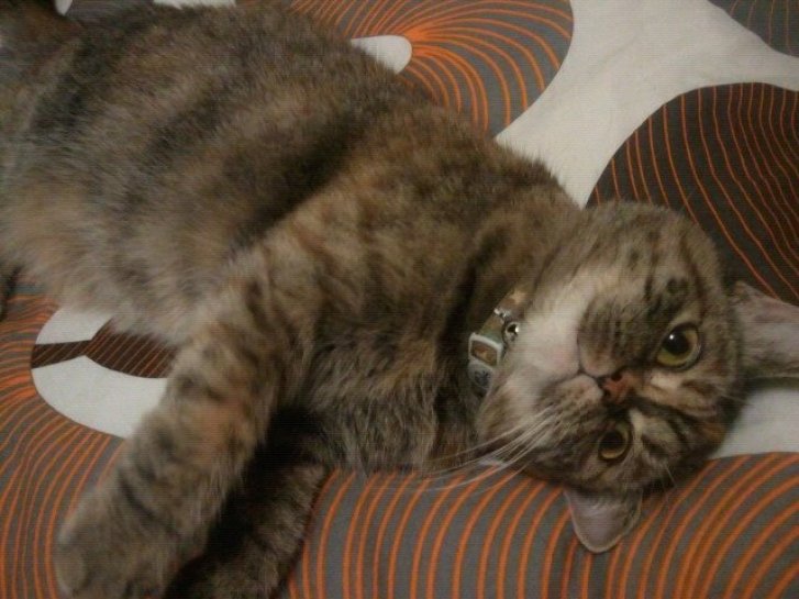 Picture of a cat / kitten / feline