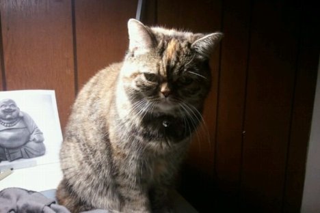 Picture of a cat / kitten / feline