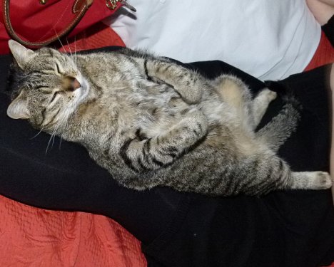 Picture of a cat / kitten / feline