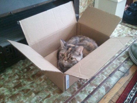 Picture of a cat / kitten / feline