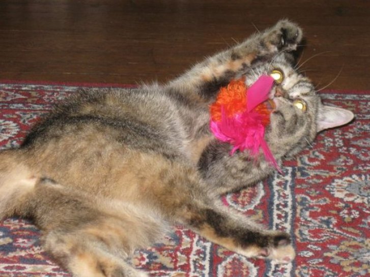 Picture of a cat / kitten / feline