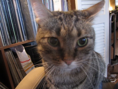 Picture of a cat / kitten / feline