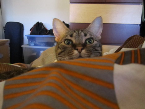 Picture of a cat / kitten / feline