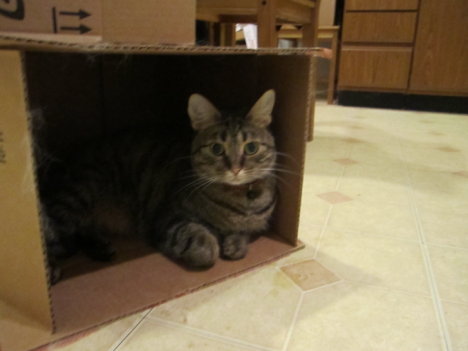 Picture of a cat / kitten / feline