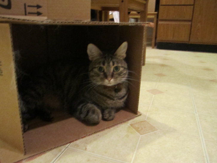 Picture of a cat / kitten / feline