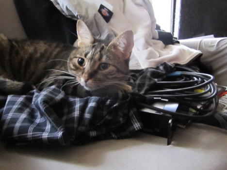 Picture of a cat / kitten / feline