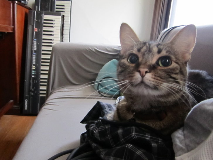 Picture of a cat / kitten / feline