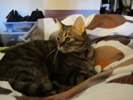 Picture of a cat / kitten / feline