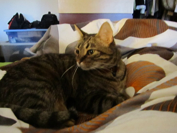 Picture of a cat / kitten / feline