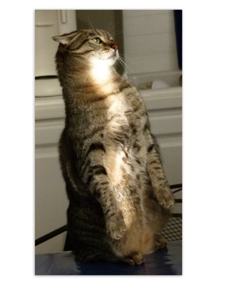 Picture of a cat / kitten / feline