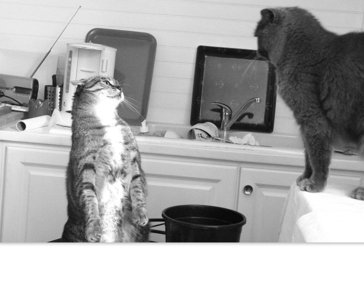 Picture of a cat / kitten / feline