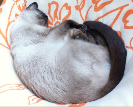 Picture of a cat / kitten / feline