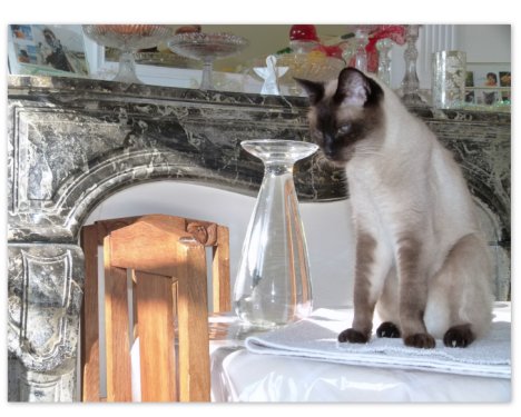 Picture of a cat / kitten / feline