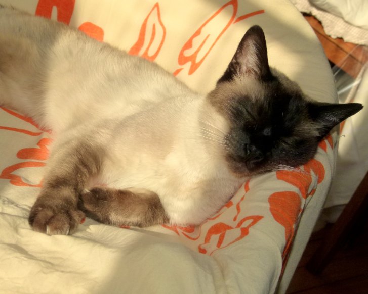 Picture of a cat / kitten / feline