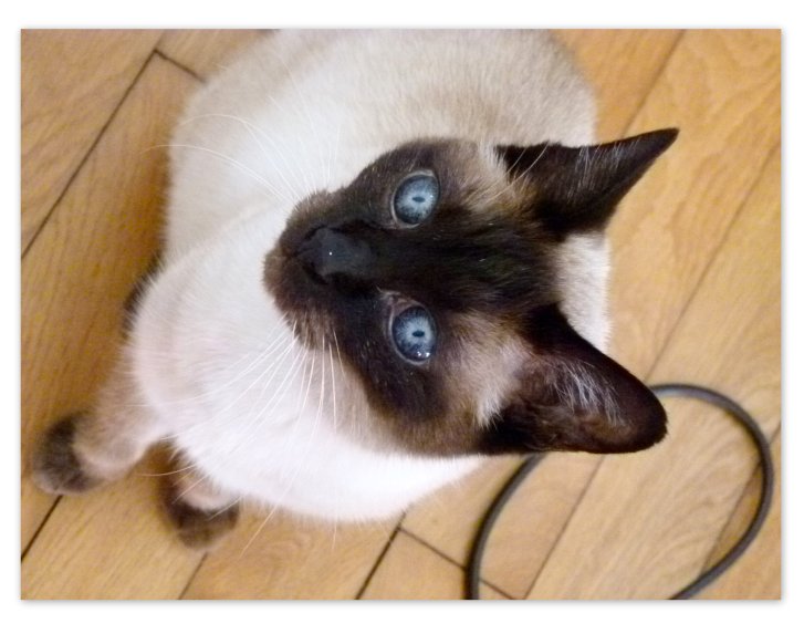 Picture of a cat / kitten / feline