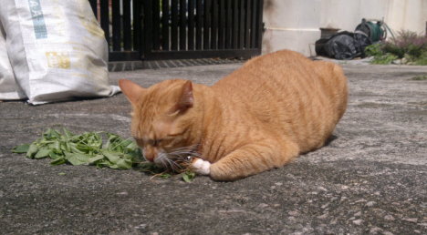 Picture of a cat / kitten / feline