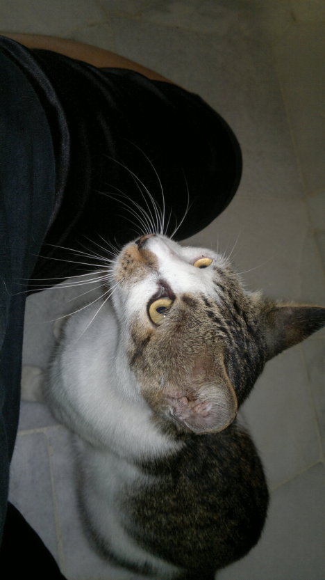 Picture of a cat / kitten / feline