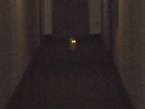 Picture of a cat / kitten / feline