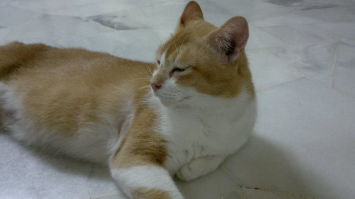 Picture of a cat / kitten / feline