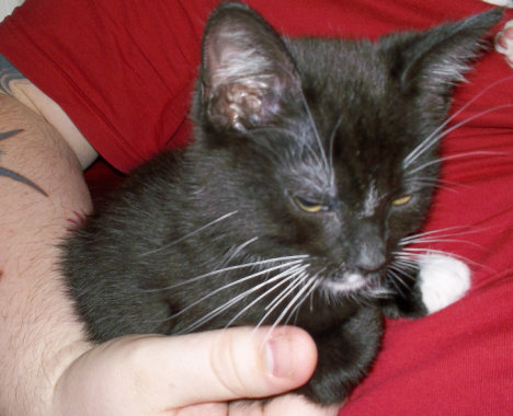 Picture of a cat / kitten / feline