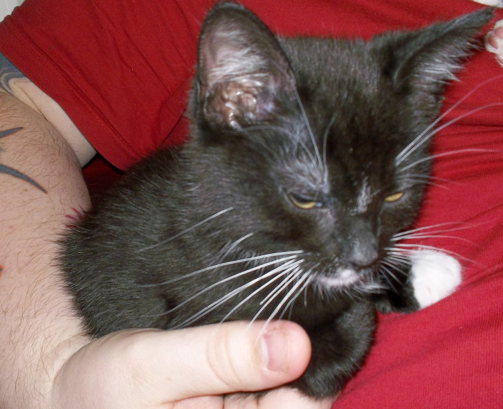 Picture of a cat / kitten / feline