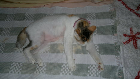 Picture of a cat / kitten / feline