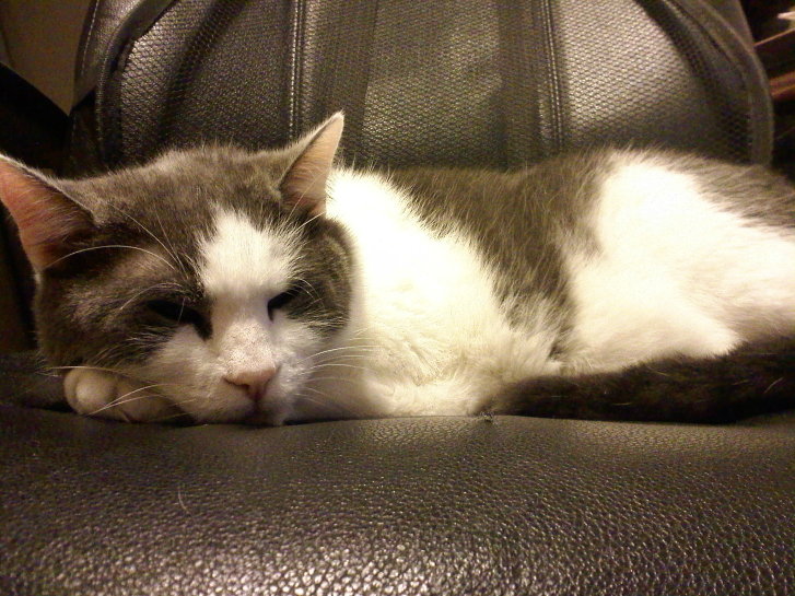 Picture of a cat / kitten / feline