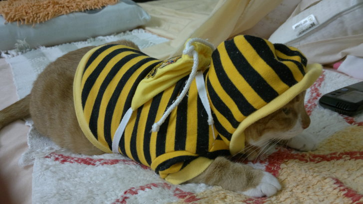 Picture of a cat / kitten / feline