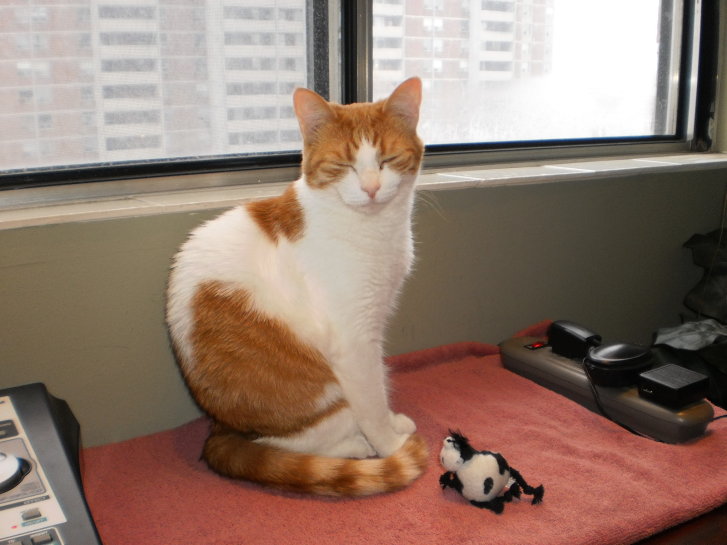 Picture of a cat / kitten / feline