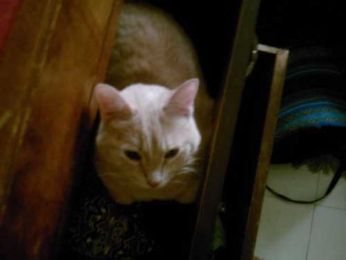 Picture of a cat / kitten / feline