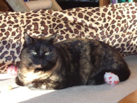 Picture of a cat / kitten / feline