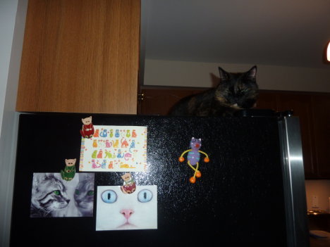 Picture of a cat / kitten / feline