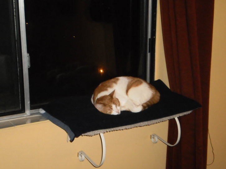 Picture of a cat / kitten / feline