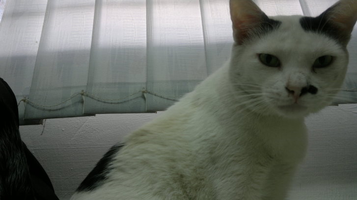 Picture of a cat / kitten / feline