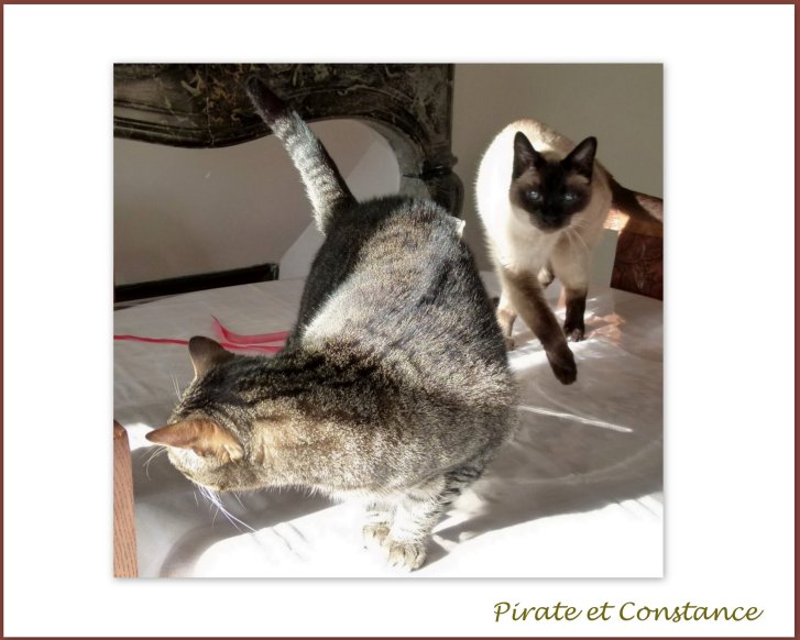 Picture of a cat / kitten / feline