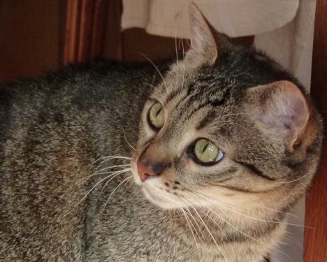 Picture of a cat / kitten / feline